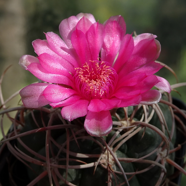 DSC08747Gymnocalycium carminanthum