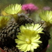 DSC08748Parodia carapariana