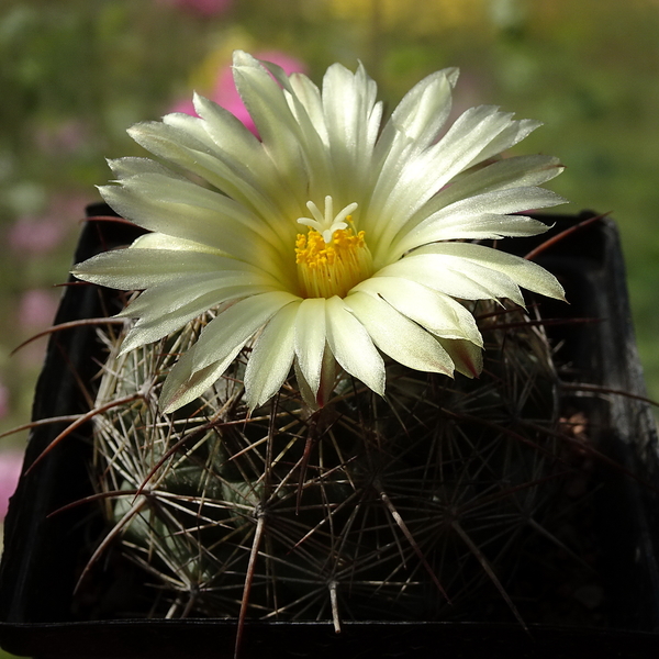 DSC08752Coryphantha lauii