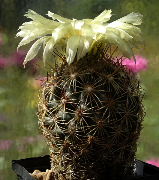 DSC08756Coryphantha echinus