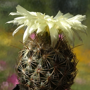 DSC08757Coryphantha echinus