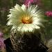 DSC08760Coryphantha echinus