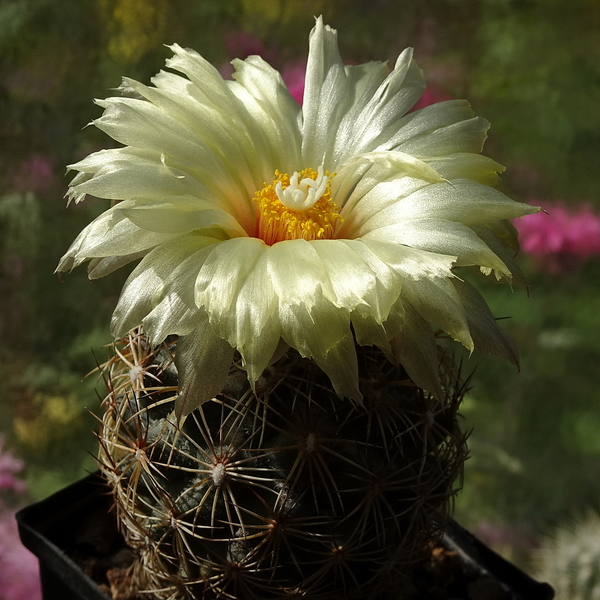 DSC08761Coryphantha echinus