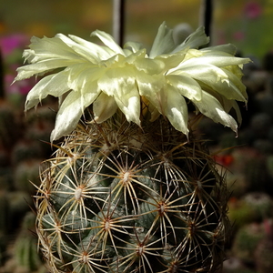 DSC08763Coryphantha echinus