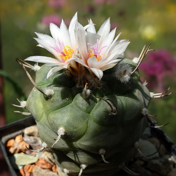 DSC08798Turbinicarpus macrohele