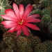 DSC08802Chamaecereus