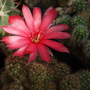 DSC08802Chamaecereus