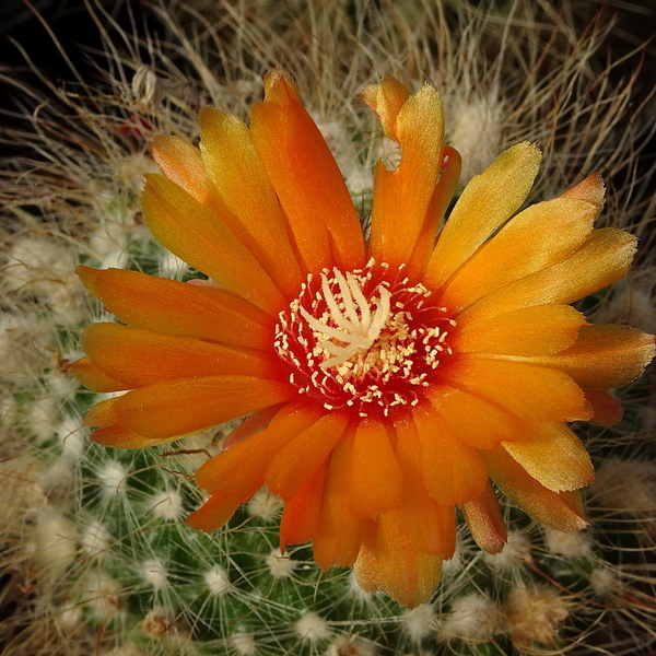 DSC08804Parodia malyana