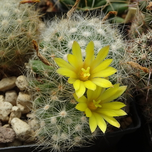 DSC08806Mammillaria baumii