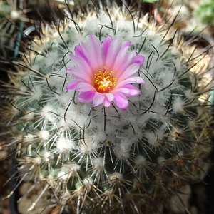 DSC08807Turbinicarpus roseiflorus