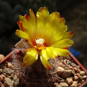 DSC08808Parodia mercedesiana DH157