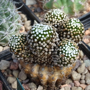 DSC08809Mammillaria luethyi