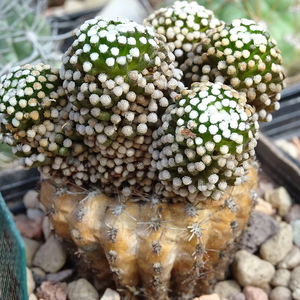 DSC08810Mammillaria luethyi