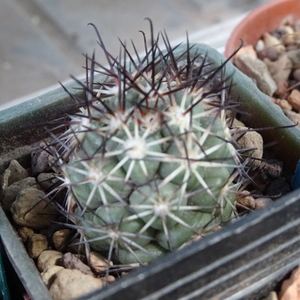 DSC08812Mammillaria shumannii