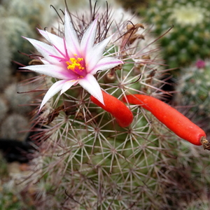 DSC08822Mammillaria fraileana