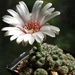 DSC08862Gymnocalycium parvulum