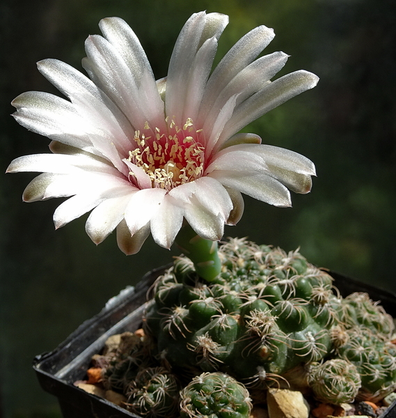 DSC08862Gymnocalycium parvulum