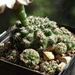 DSC08863Gymnocalycium parvulum