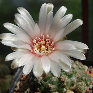 DSC08864Gymnocalycium parvulum