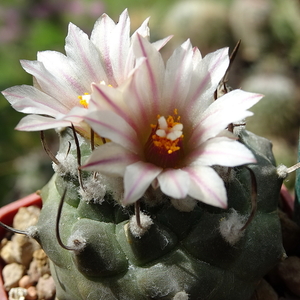 DSC08868Turbinicarpus schmiedickeanus ssp. klinkerianus