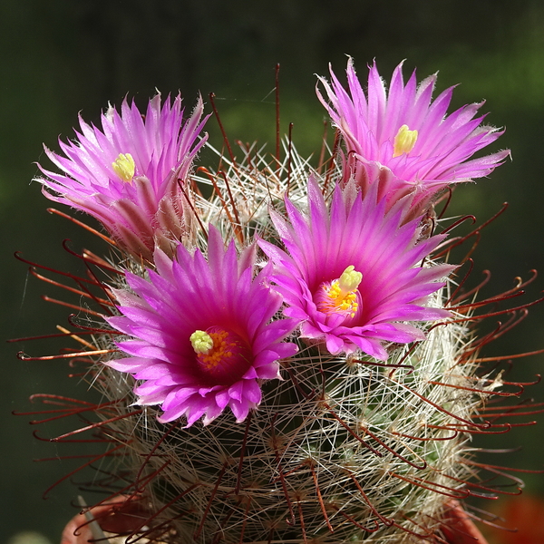 DSC08880Mammillaria wrightii