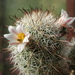 DSC08891Mammillaria hutchisoniana