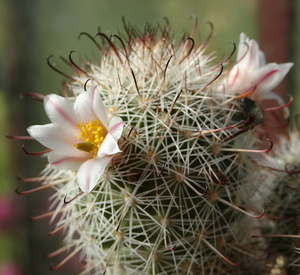 DSC08891Mammillaria hutchisoniana