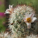 DSC08892Mammillaria hutchisoniana