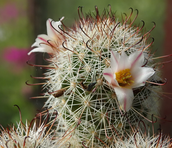 DSC08892Mammillaria hutchisoniana