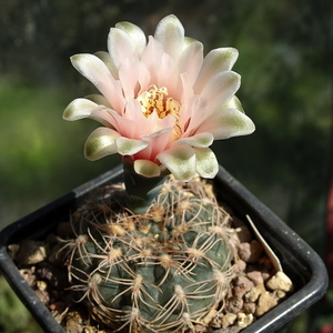 DSC08894Gymnocalycium arachnispinum TOM 07-186