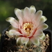 DSC08895Gymnocalycium arachnispinum TOM 07-186