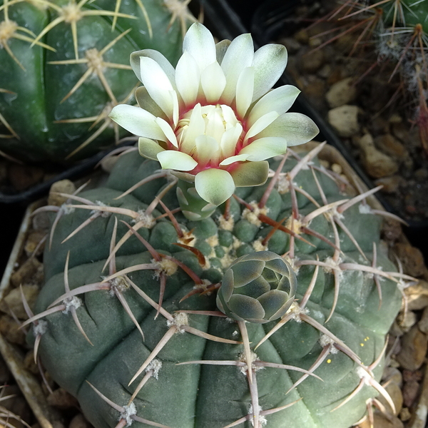 DSC08898Gymnocalycium vatteri WR 110