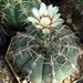 DSC08899Gymnocalycium vatteri WR 110