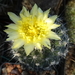 DSC08940Copiapoa