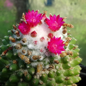 DSC08941Mammillaria polythele cv. Toluca