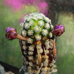 DSC08942Mammillaria theresae