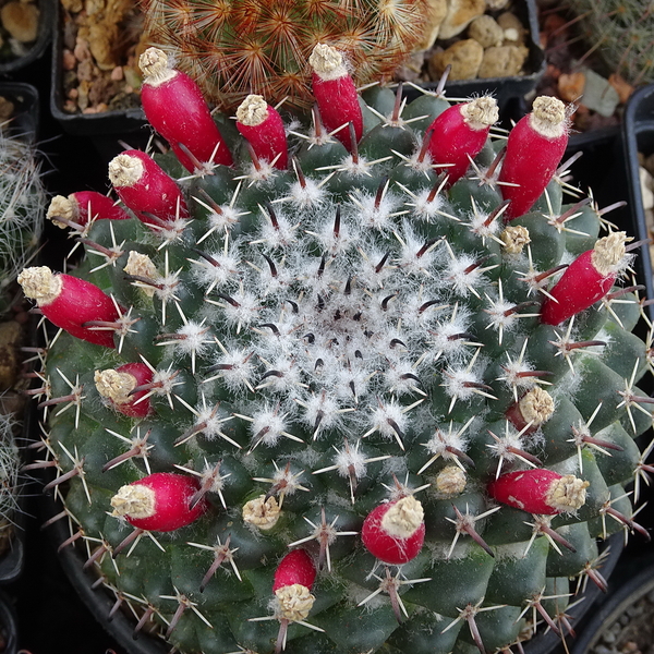 DSC08997Mammillaria uncinata GM 1025