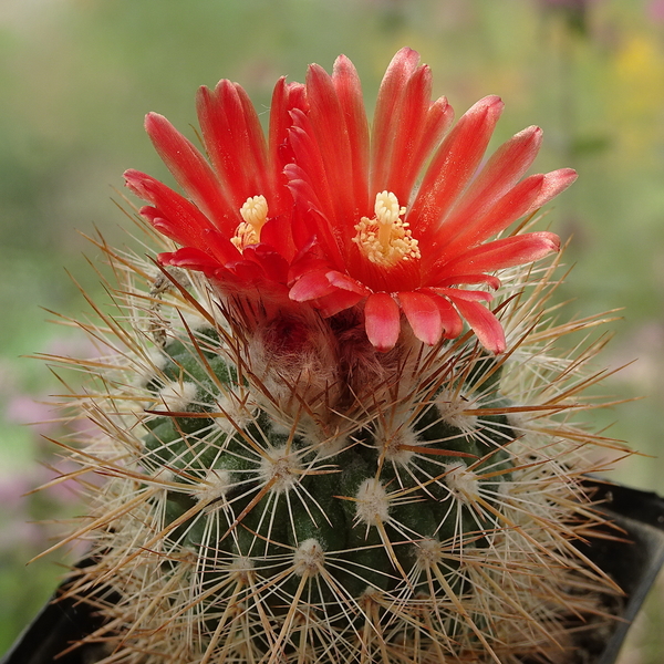 DSC09004Parodia tilcarensis LH569