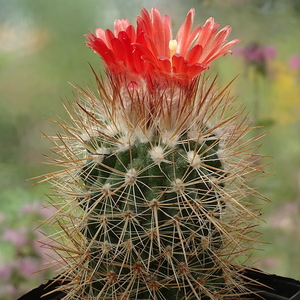 DSC09005Parodia tilcarensis LH569