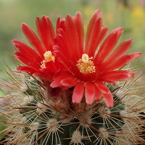 DSC09006Parodia tilcarensis LH569