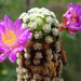 DSC09012Mammillaria theresae