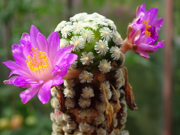 DSC09012Mammillaria theresae