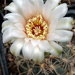 DSC09016Gymnocalycium sutterianum ssp. arachnispinum TOM 07-186