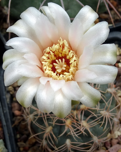 DSC09016Gymnocalycium sutterianum ssp. arachnispinum TOM 07-186