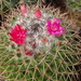 DSC09018Mammillaria polythele