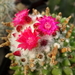 DSC09019Mammillaria polythele cv. Toluca