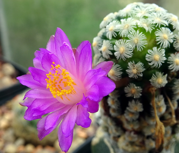 DSC09020Mammillaria theresae