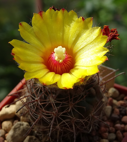 DSC09036Parodia mercedesiana DH157