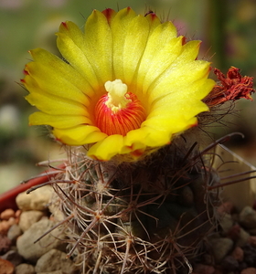 DSC09037Parodia mercedesiana DH157