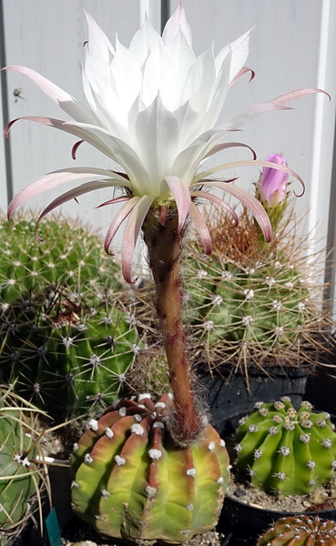 DSC09082Echinopsis subdenudata